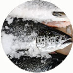 Seafood Market Brand Identity Frozen Fish Image